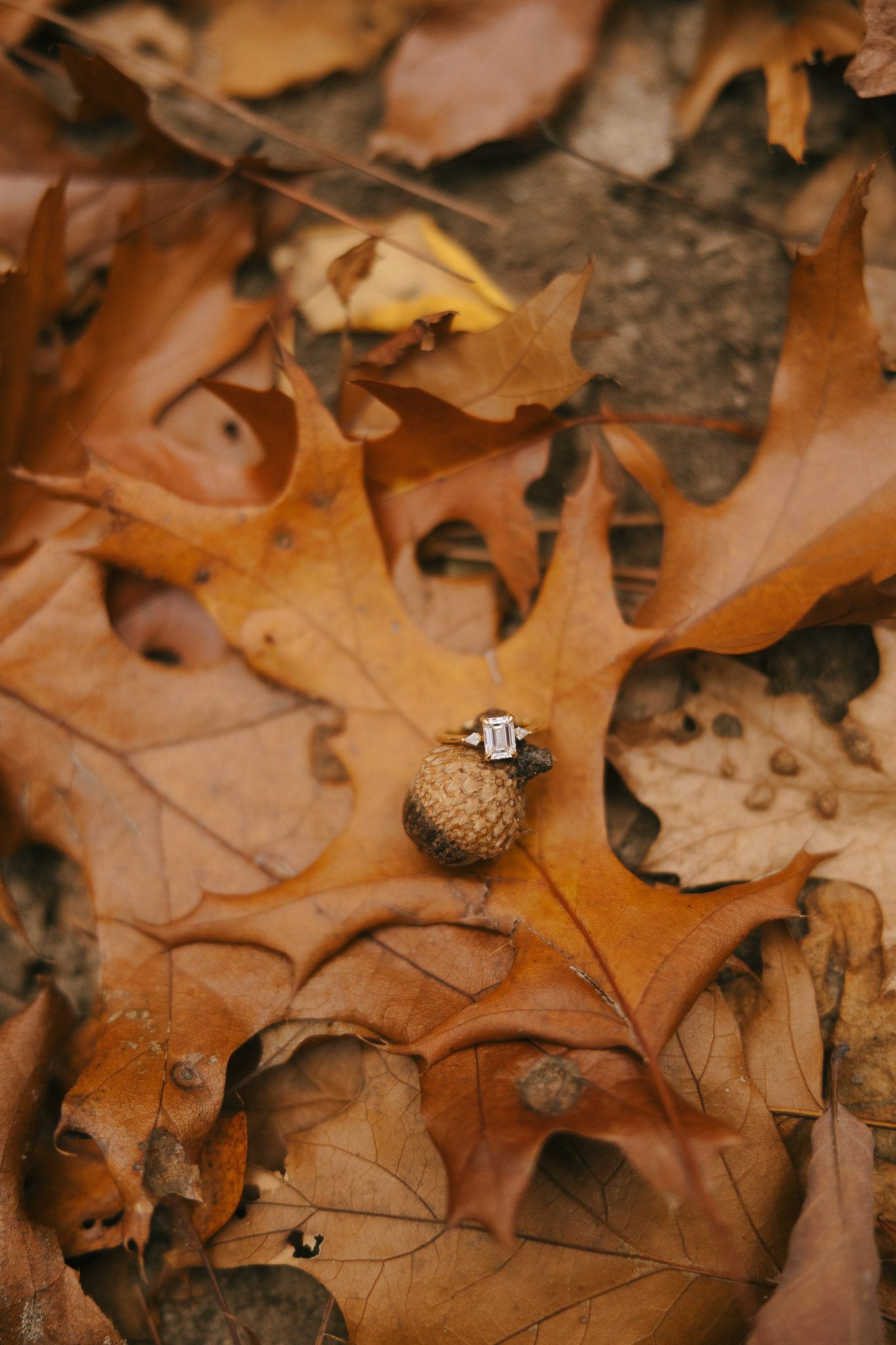 The ring sits on an acorn 