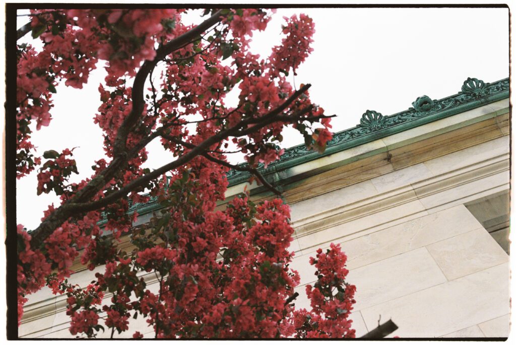 The Toledo Museum of Art through cherry blossoms on film